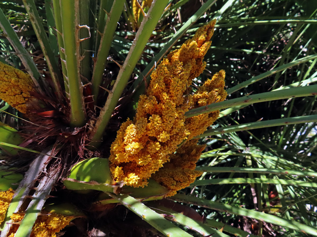 Žumara nízká (Chamaerops humilis L.)