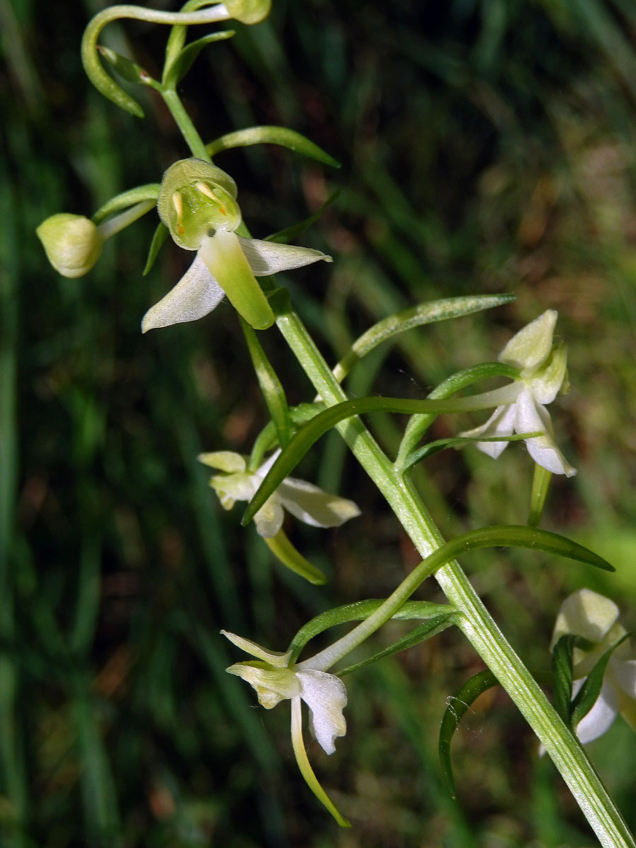 Vemeník zelenavý (Platanthera chlorantha (Custer) Rchb.)