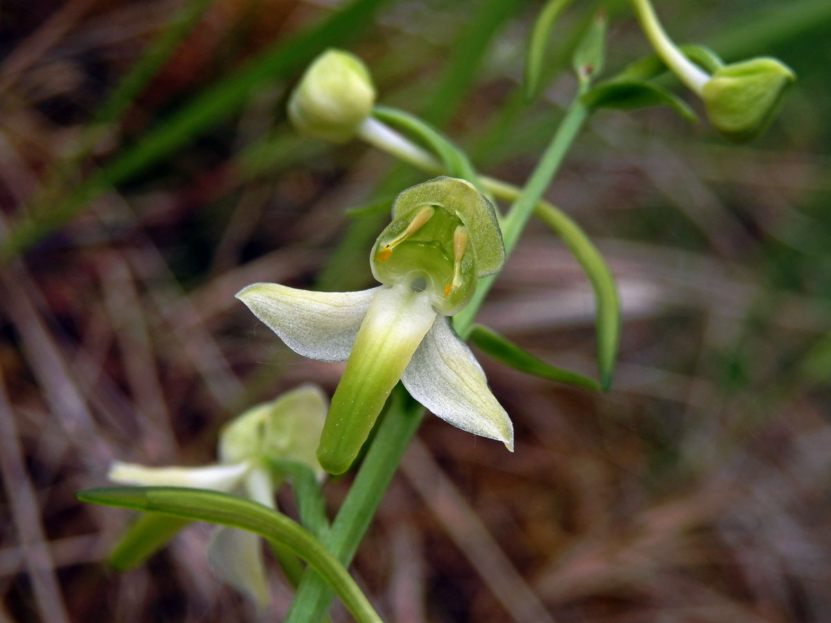 Vemeník zelenavý (Platanthera chlorantha (Custer) Rchb.)