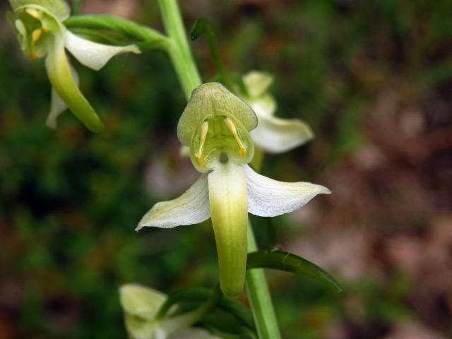 Vemeník zelenavý (Platanthera chlorantha (Custer) Rchb.)