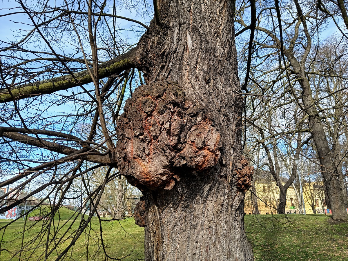 Lípa velkolistá (Tilia platyphyllos Scop.) (69) s nádorem na kmeni