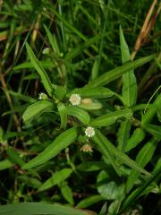 Neshodice (Eclipta prostrata (L.) L.)