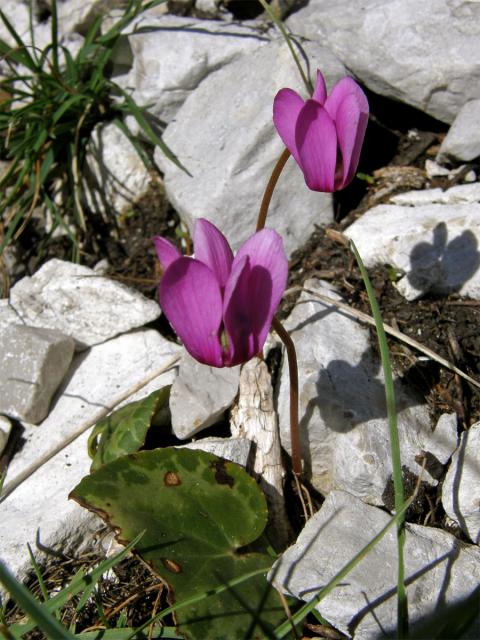 Brambořík nachový (Cyclamen purpurascens Mill.)