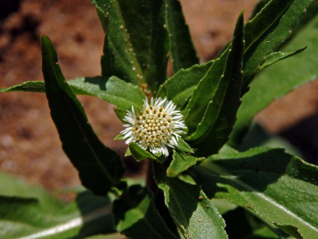 Neshodice (Eclipta prostrata (L.) L.)