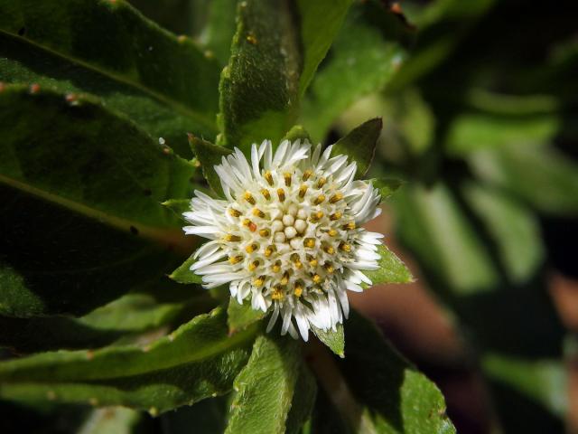 Neshodice (Eclipta prostrata (L.) L.)