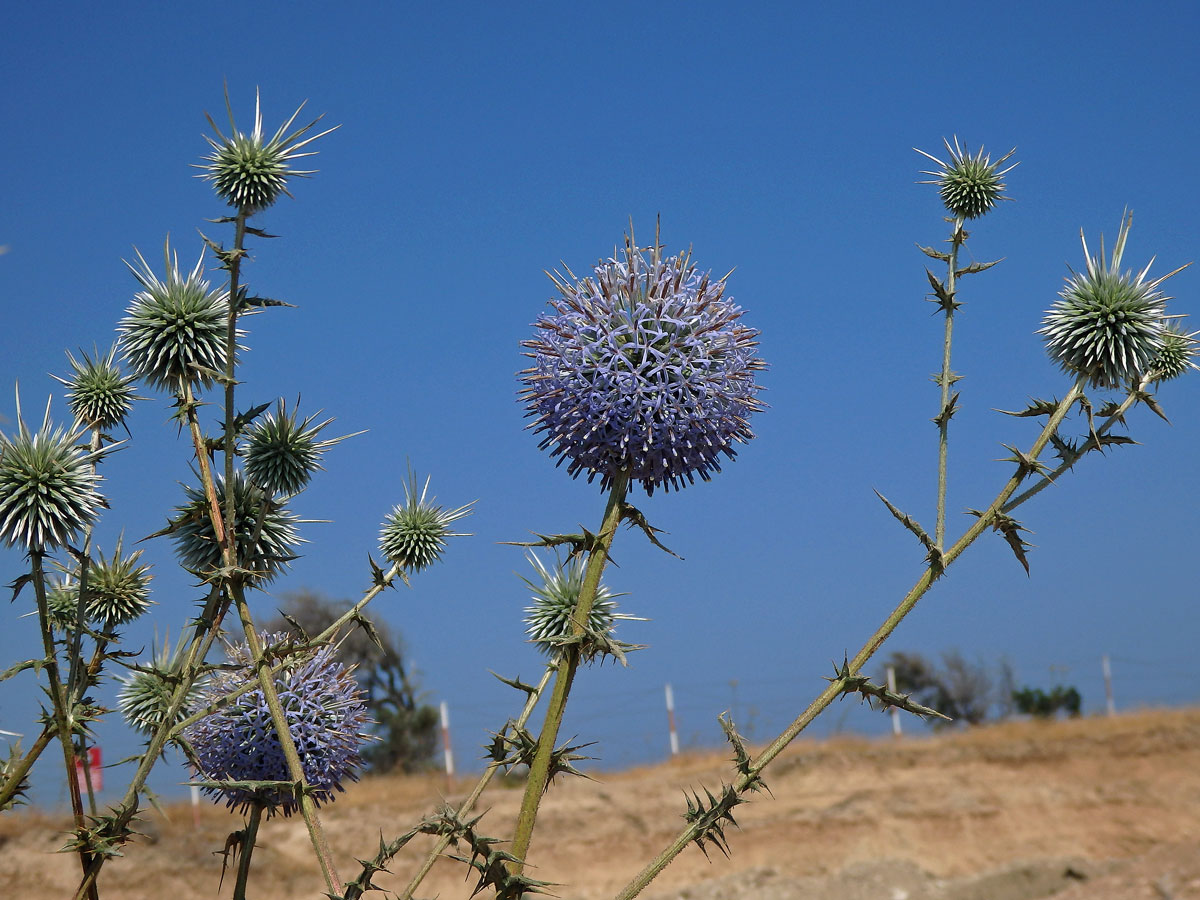 Bělotrn (Echinops spinosissimus Turra)