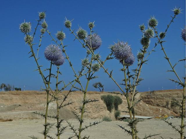 Bělotrn (Echinops spinosissimus Turra)