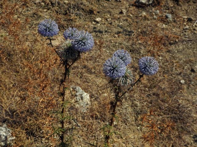 Bělotrn (Echinops spinosissimus Turra)