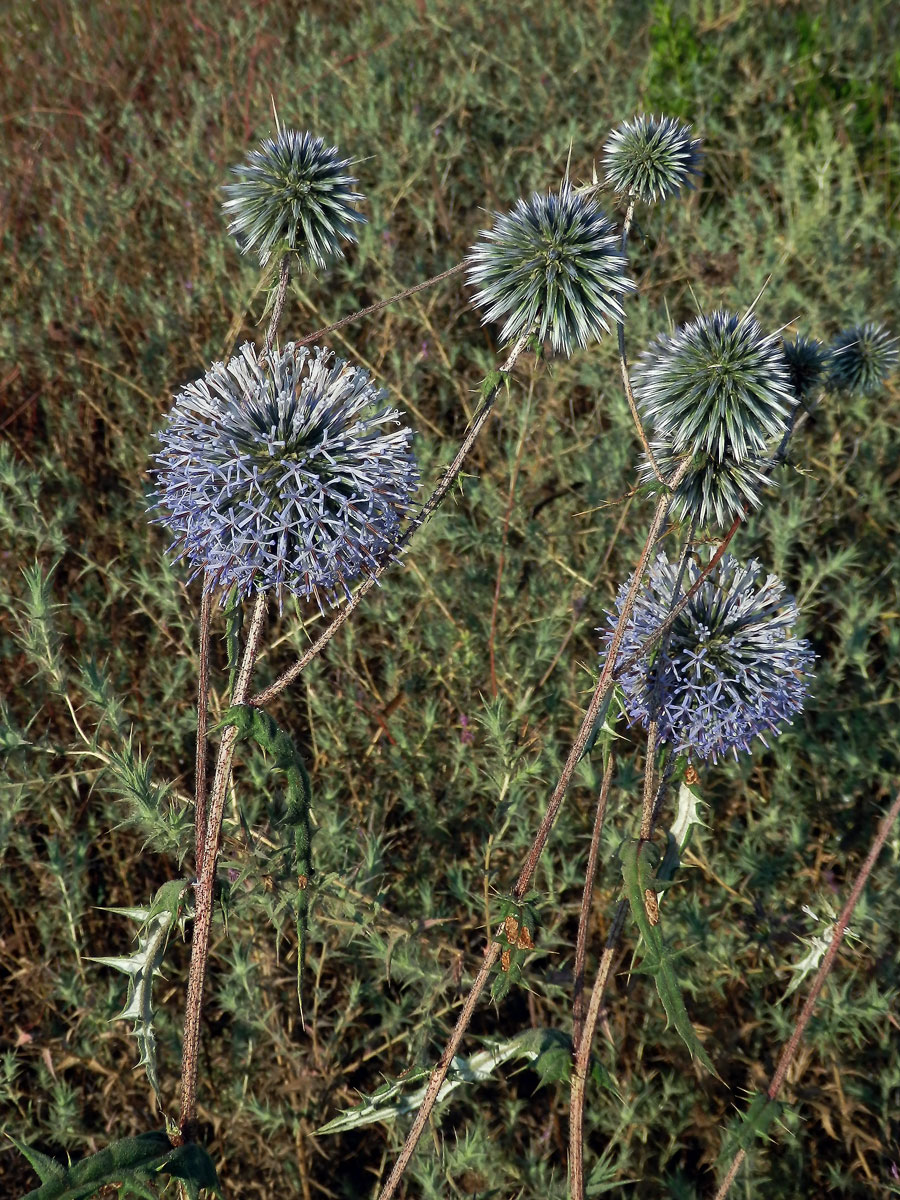 Bělotrn (Echinops spinosissimus Turra)