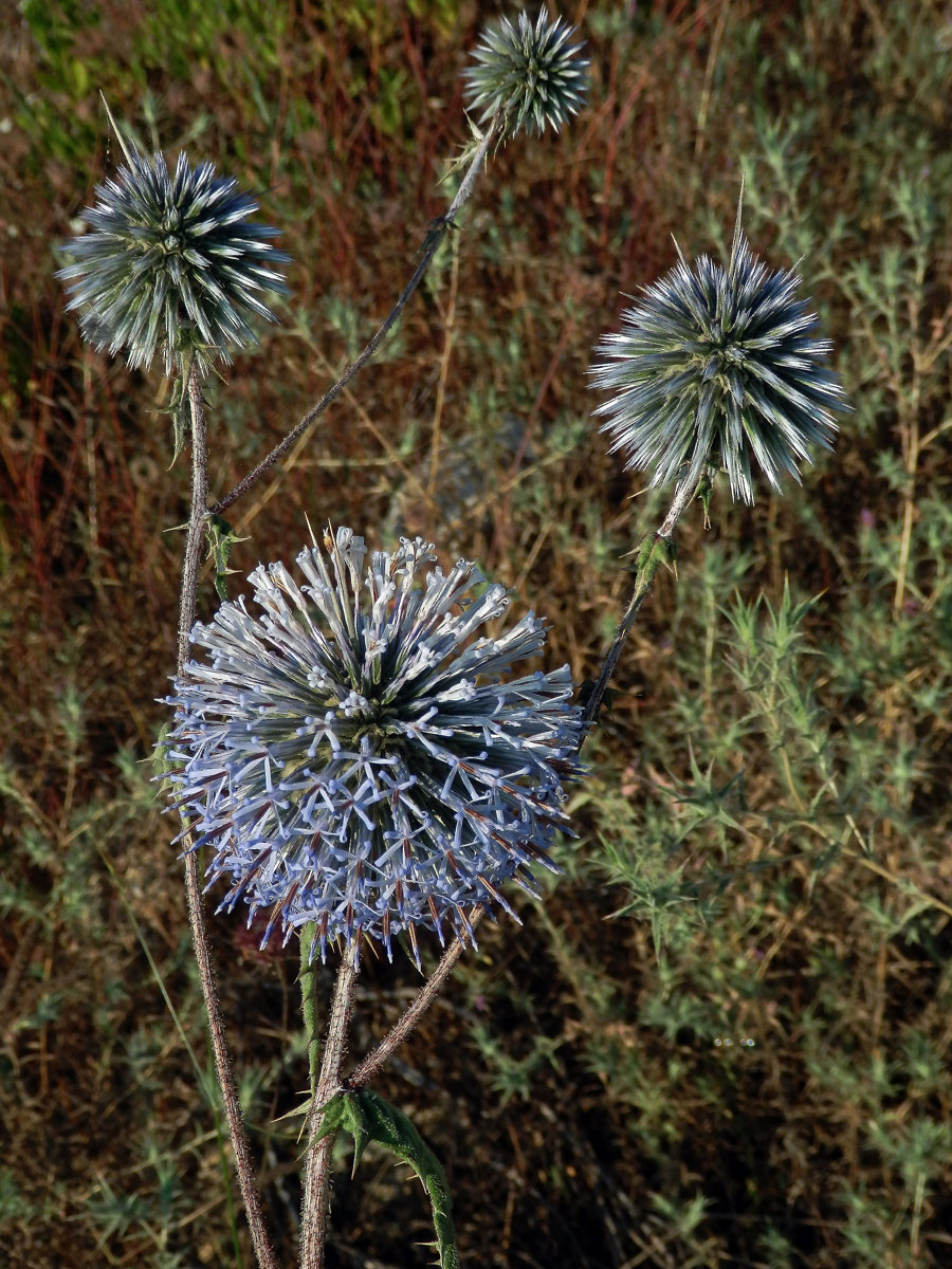 Bělotrn (Echinops spinosissimus Turra)