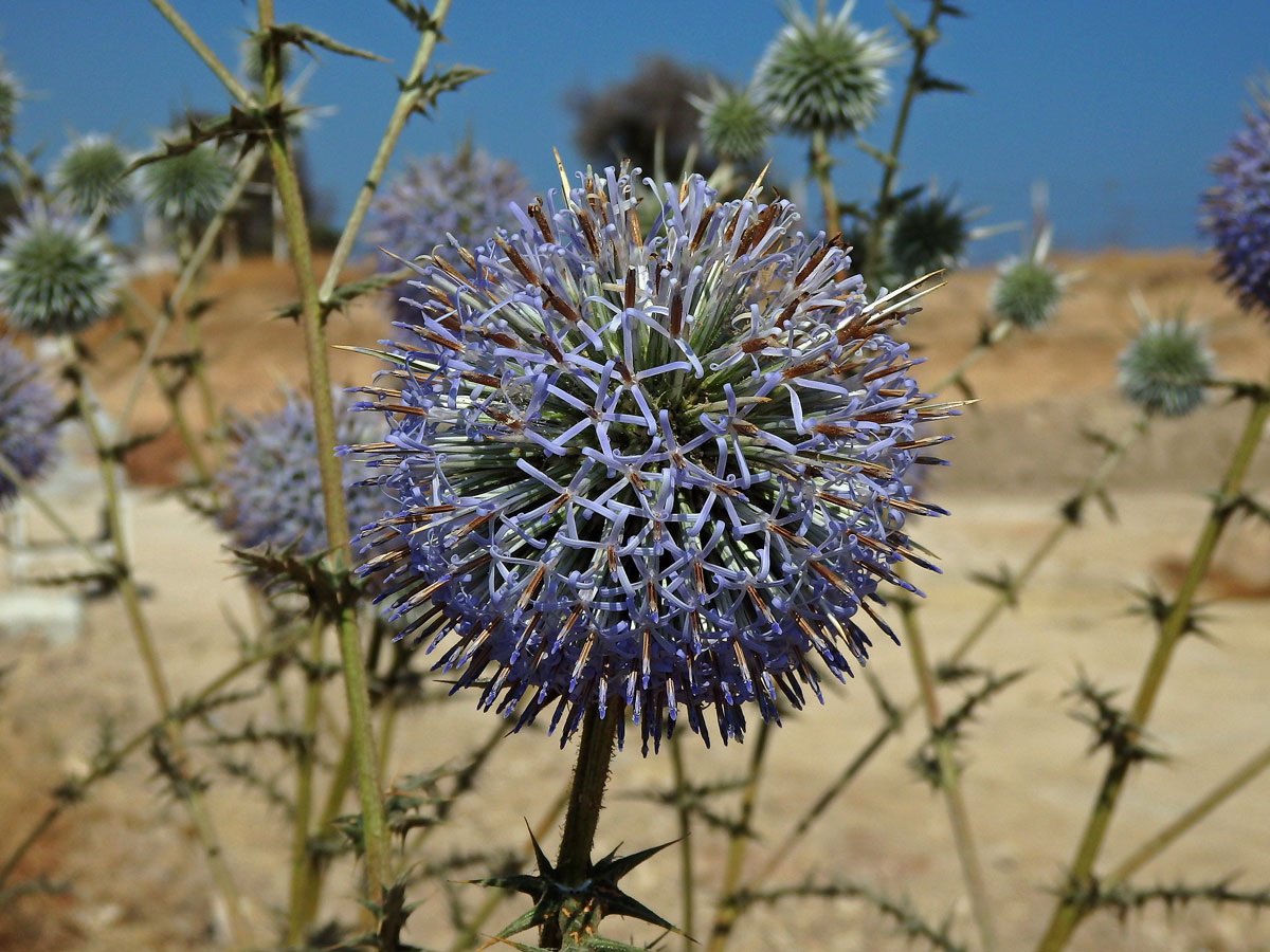 Bělotrn (Echinops spinosissimus Turra)