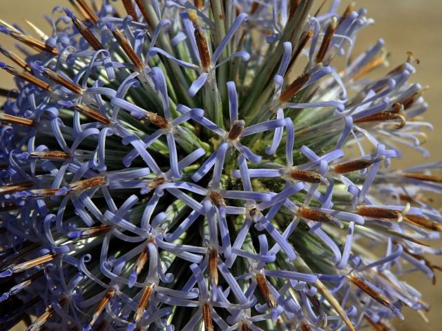 Bělotrn (Echinops spinosissimus Turra)