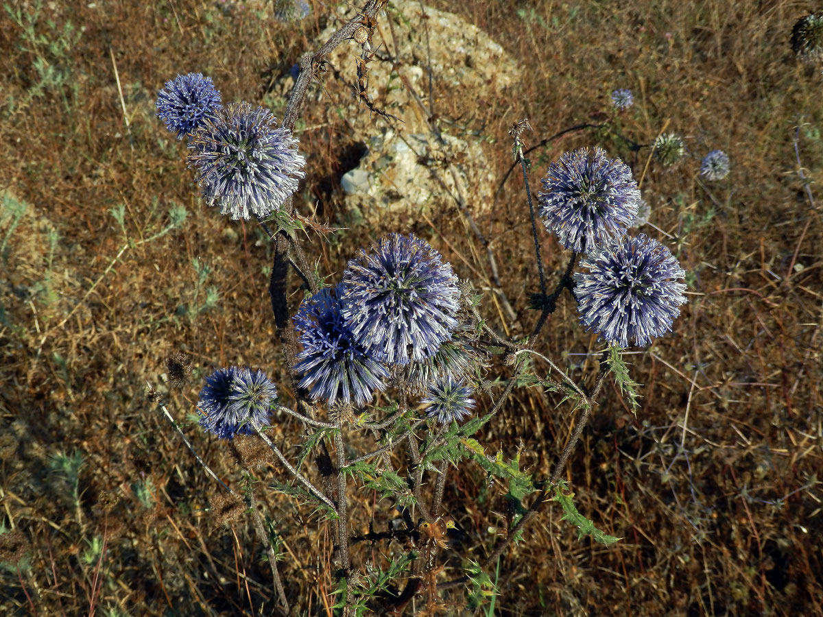 Bělotrn modrý (Echinops ritro L.)