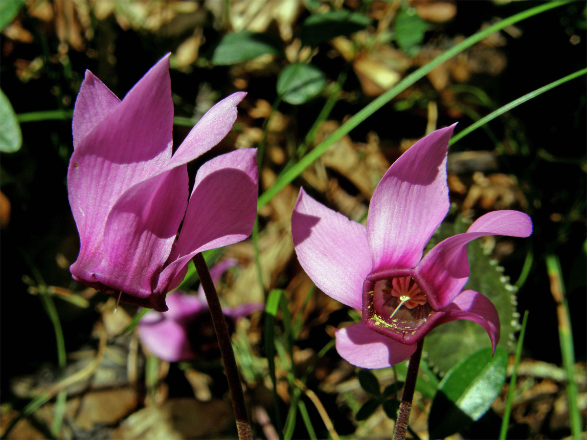 Brambořík nachový (Cyclamen purpurascens Mill.)