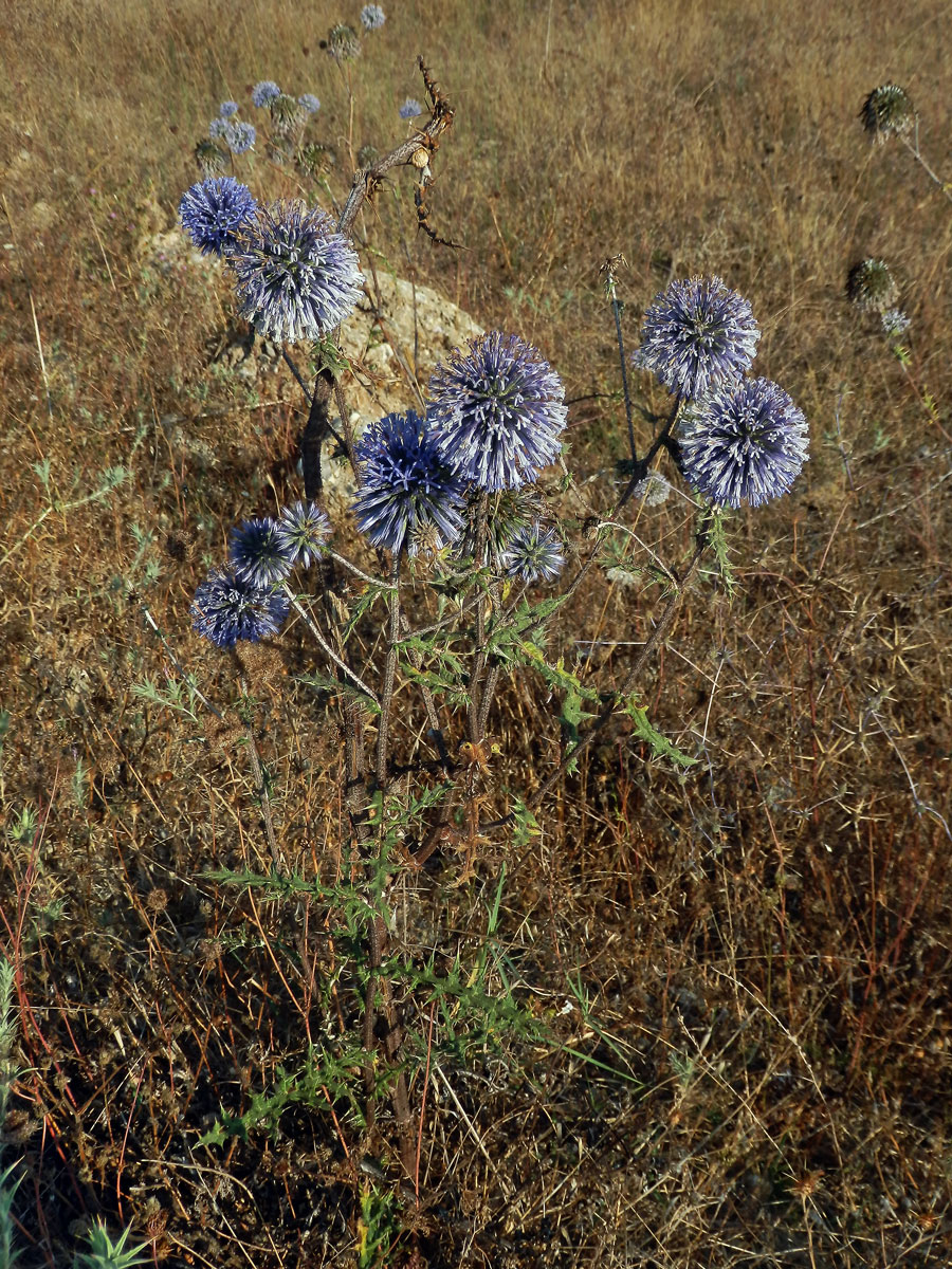 Bělotrn modrý (Echinops ritro L.)