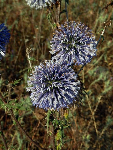 Bělotrn modrý (Echinops ritro L.)