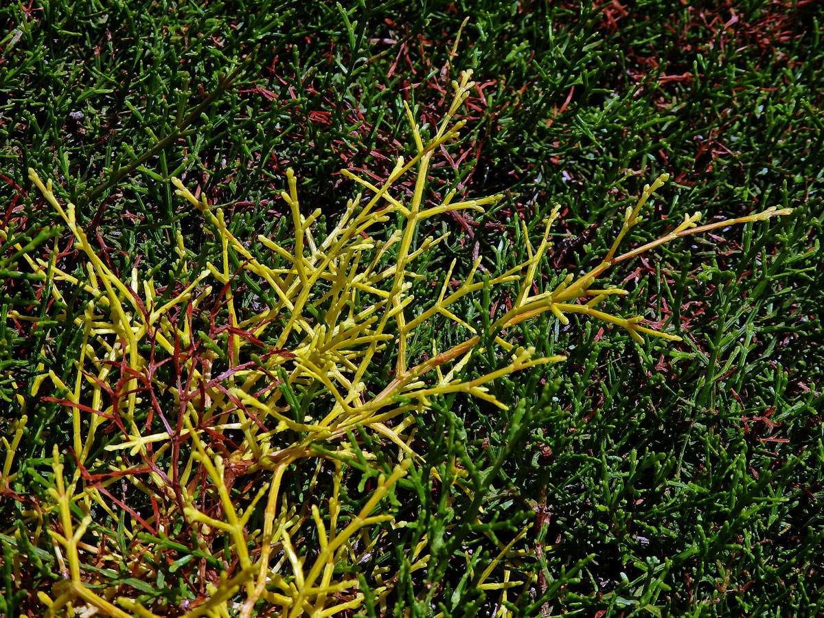 Chybění chlorofylu sandarakovníku článkovaného (Tetraclinis articulata (Vahl) Mast.)