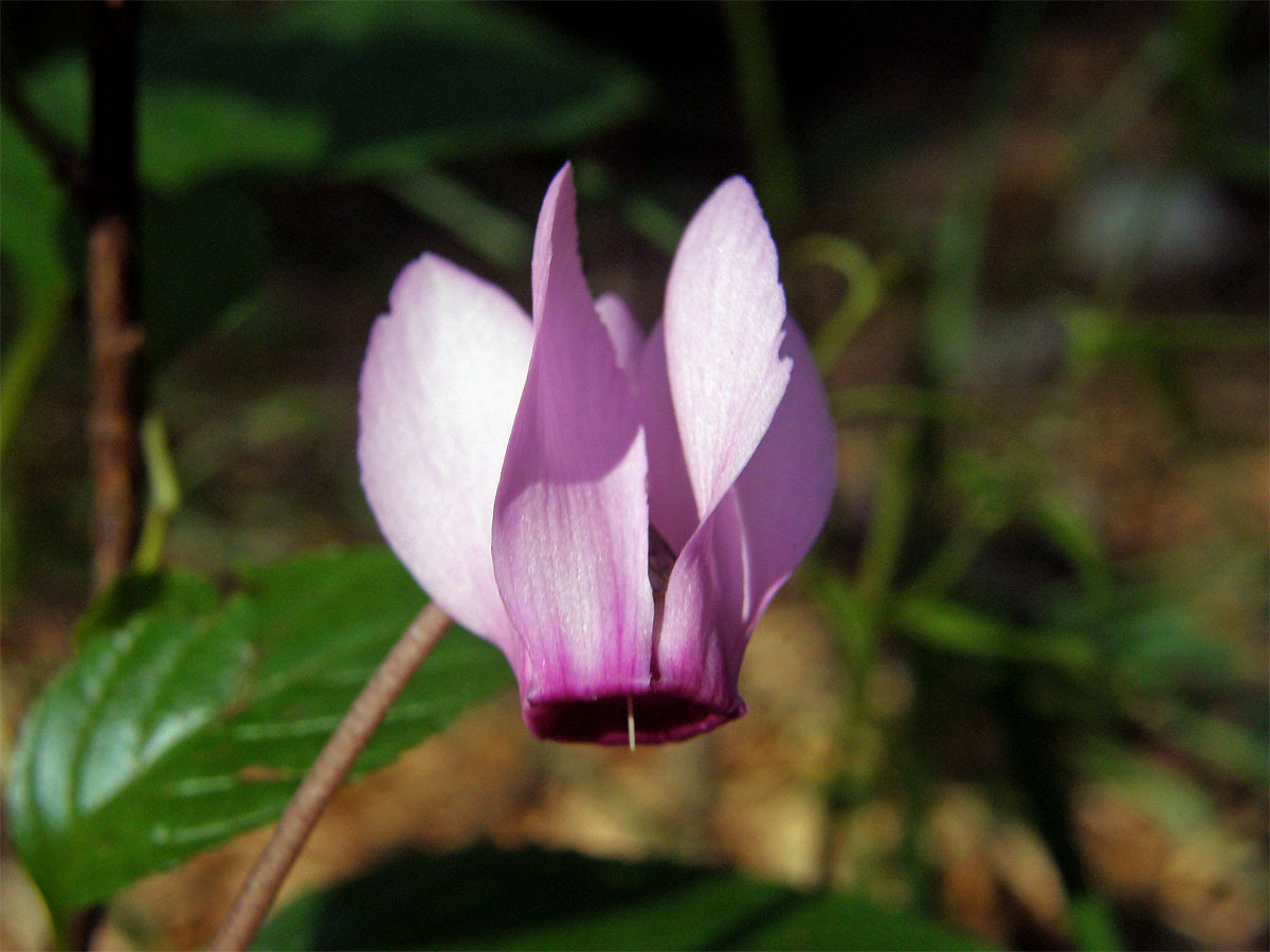 Brambořík nachový (Cyclamen purpurascens Mill.)