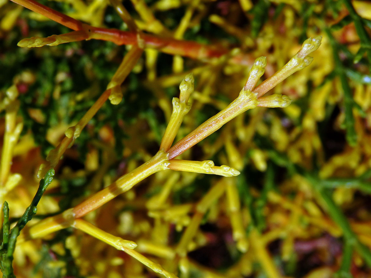 Chybění chlorofylu sandarakovníku článkovaného (Tetraclinis articulata (Vahl) Mast.)