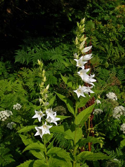 Zvonek širokolistý (Campanula latifolia L.) s bílými květy (1a)