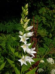 Zvonek širokolistý (Campanula latifolia L.) s bílými květy (1b)