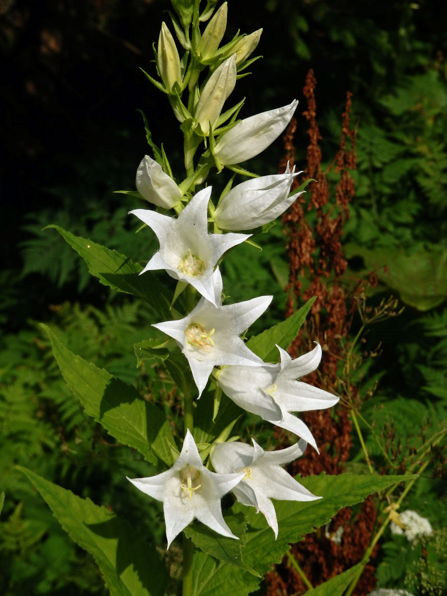 Zvonek širokolistý (Campanula latifolia L.) s bílými květy (1c)