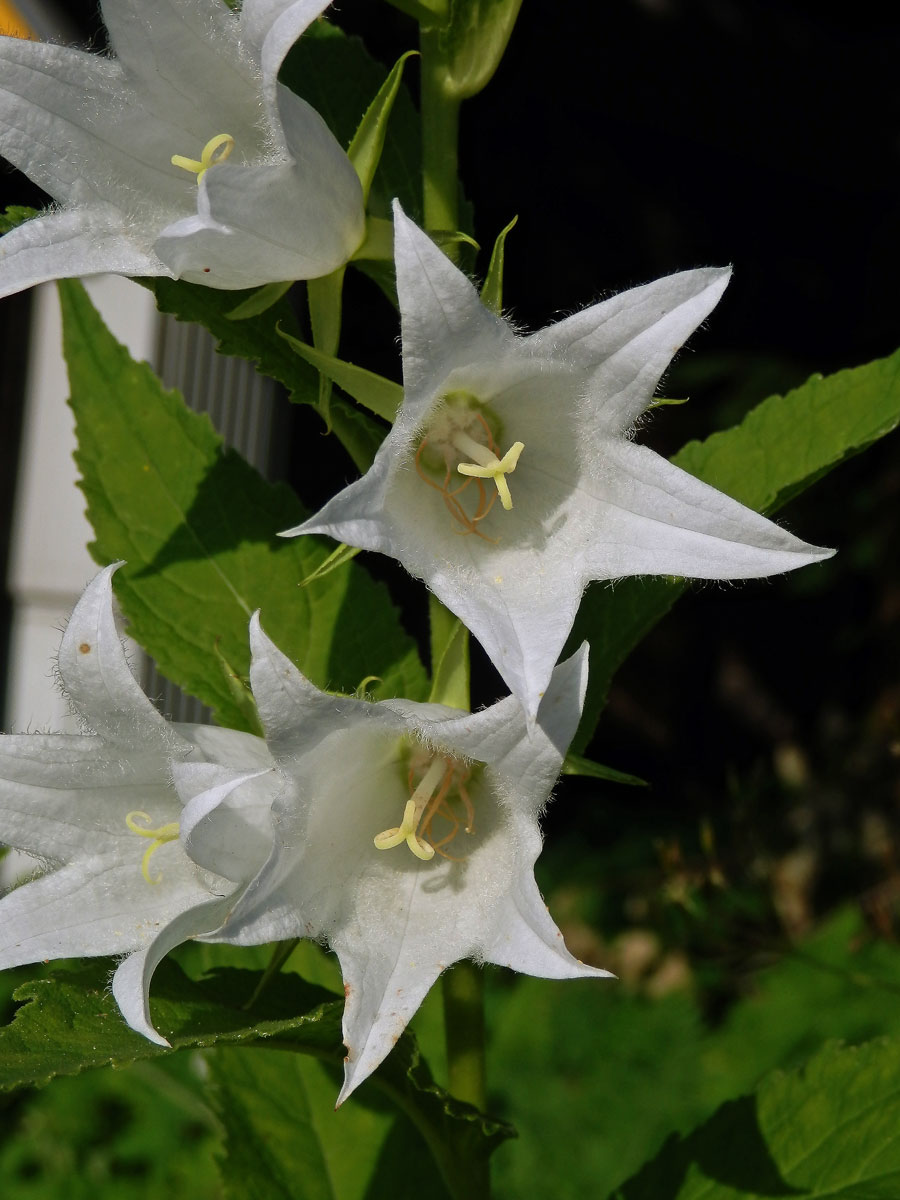 Zvonek širokolistý (Campanula latifolia L.) s bílými květy (1e)