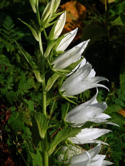 Zvonek širokolistý (Campanula latifolia L.) s bílými květy (1