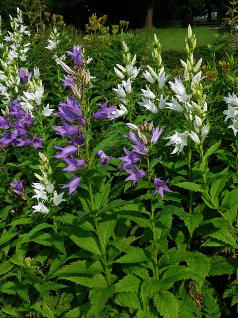 Zvonek širokolistý (Campanula latifolia L.) s bílými květy (2a)