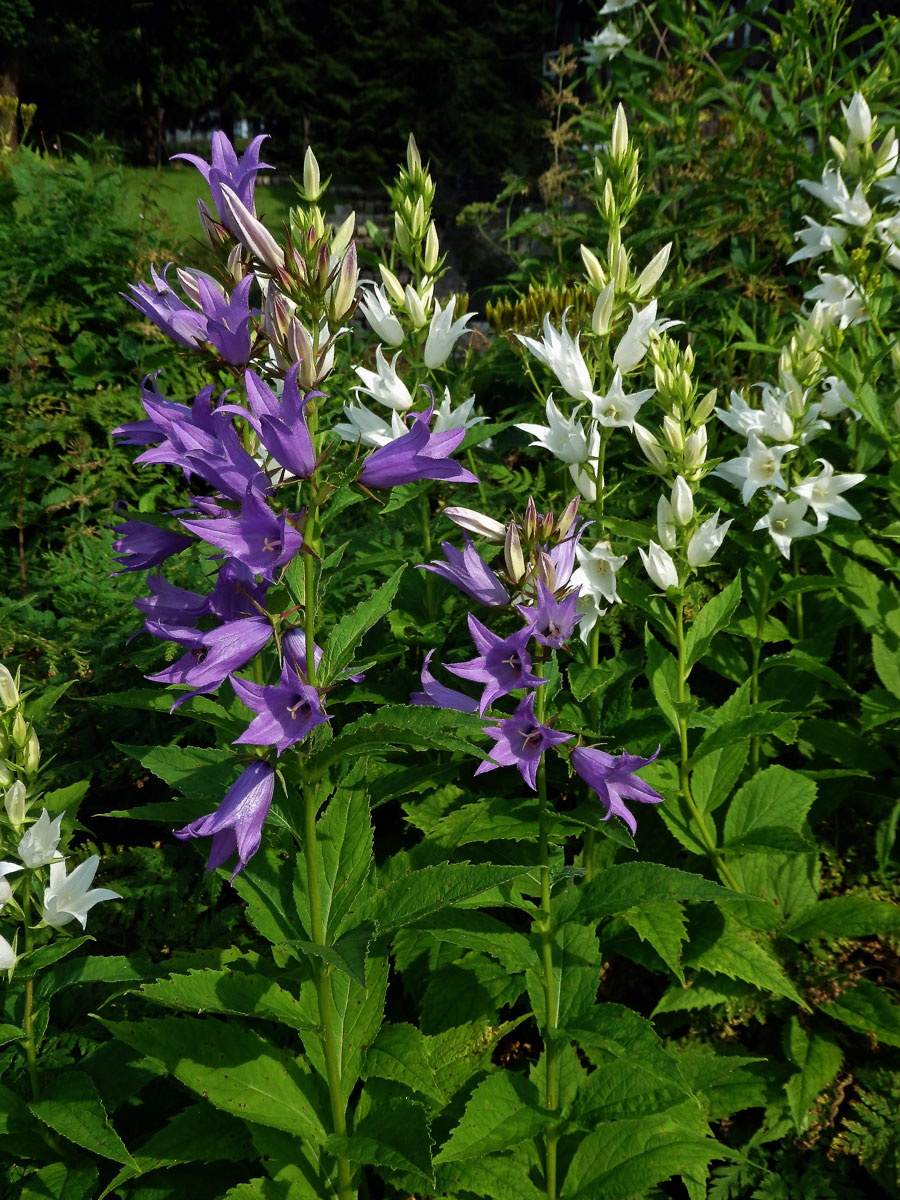 Zvonek širokolistý (Campanula latifolia L.) s bílými květy (2b)