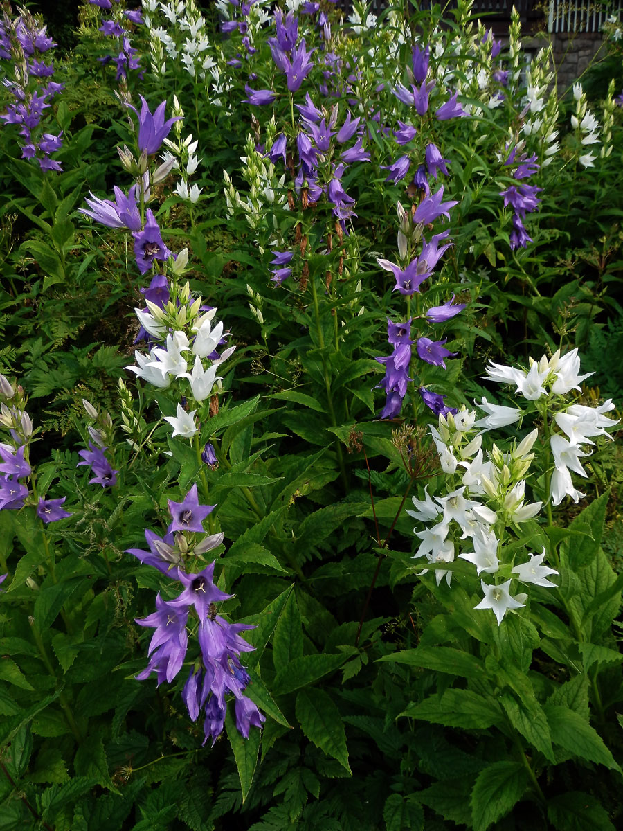 Zvonek širokolistý (Campanula latifolia L.) s bílými květy (3a)