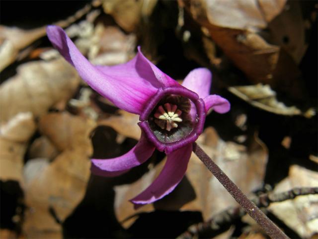 Brambořík nachový (Cyclamen purpurascens Mill.)