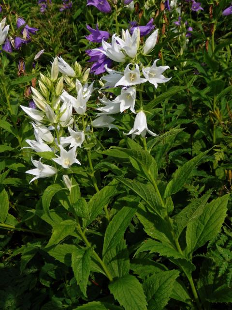 Zvonek širokolistý (Campanula latifolia L.) s bílými květy (3b)