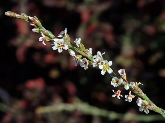 Truskavec (Polygonum equisetiforme Sm.)