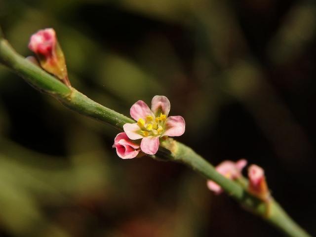 Truskavec (Polygonum equisetiforme Sm.)