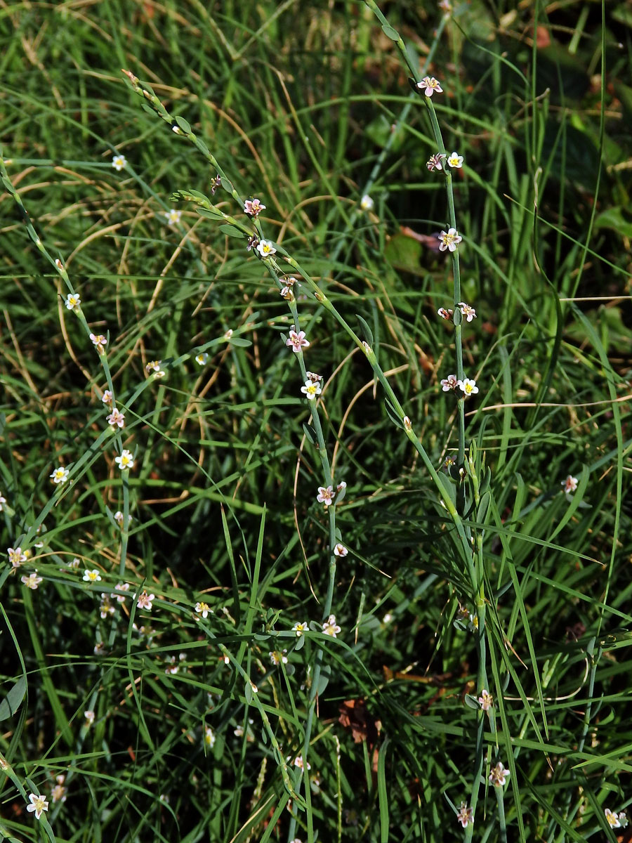 Truskavec (Polygonum equisetiforme Sm.)