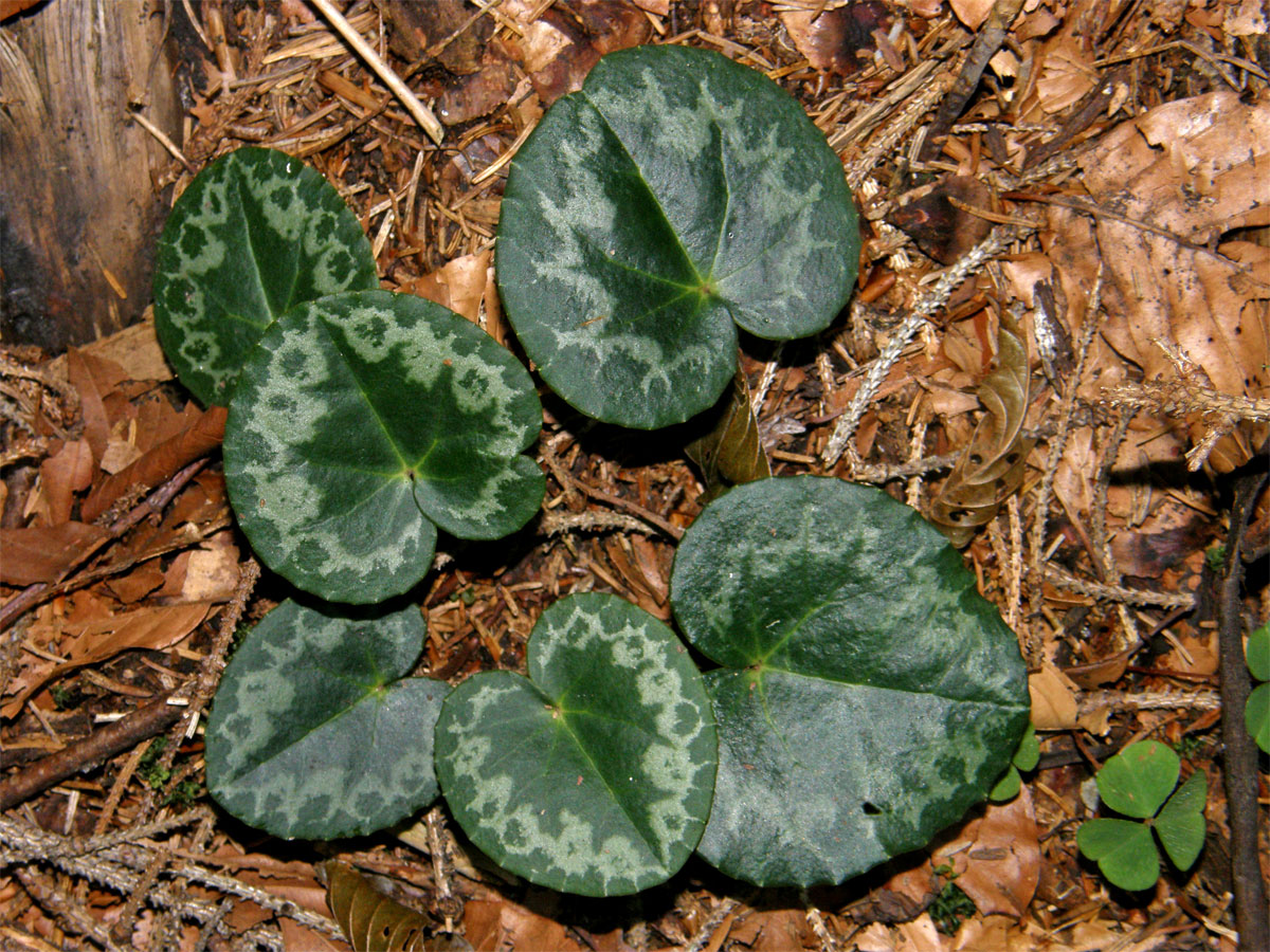 Brambořík nachový (Cyclamen purpurascens Mill.)