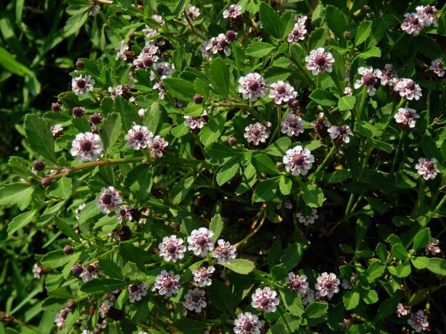 Phyla nodiflora (L.) Greene