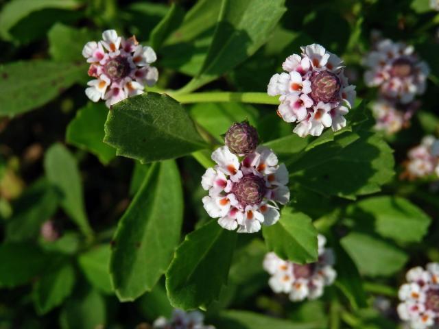 Phyla nodiflora (L.) Greene