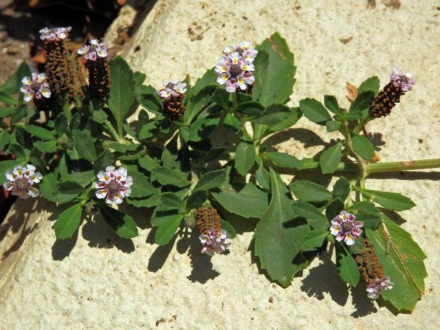 Phyla nodiflora (L.) Greene