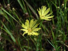 Pyrrhopappus carolinianum (Walter) DC.