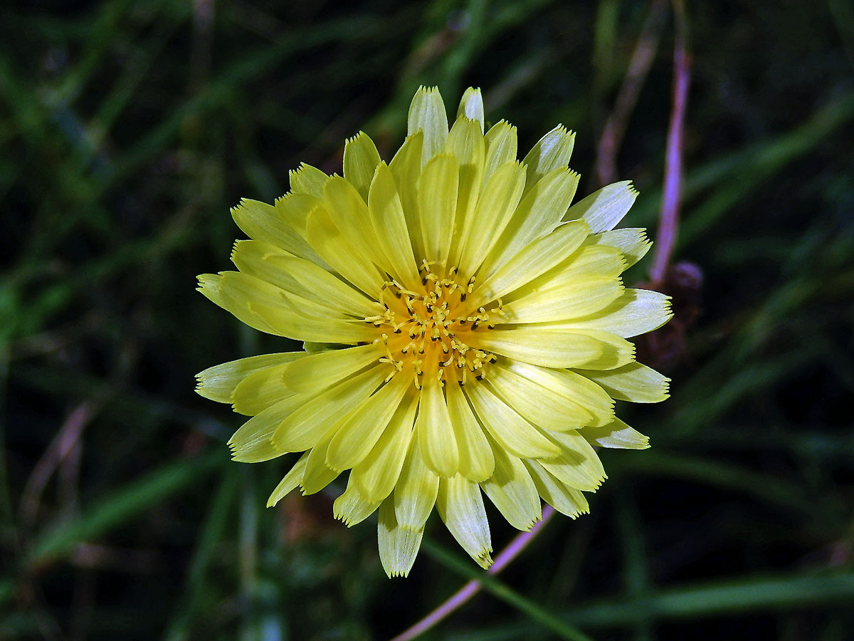 Pyrrhopappus carolinianum (Walter) DC.