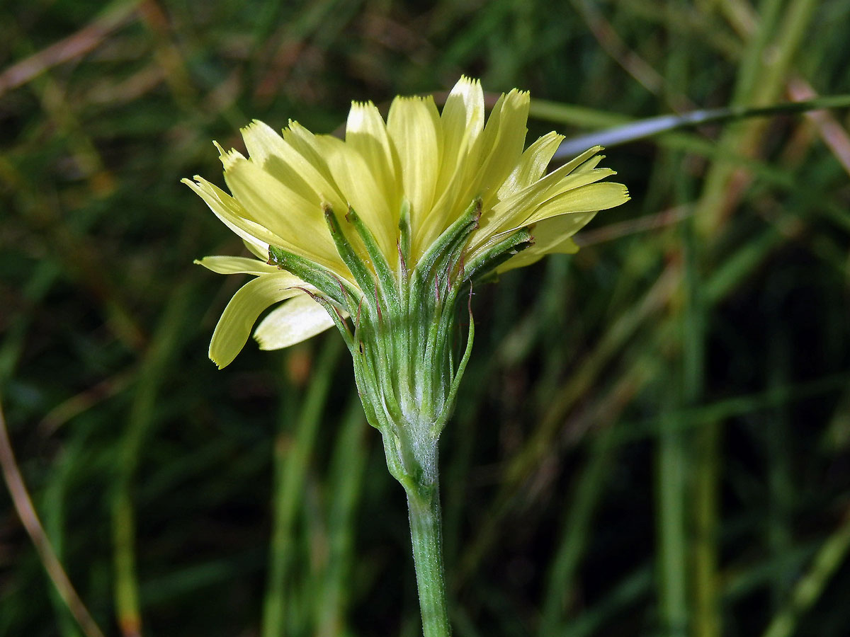 Pyrrhopappus carolinianum (Walter) DC.