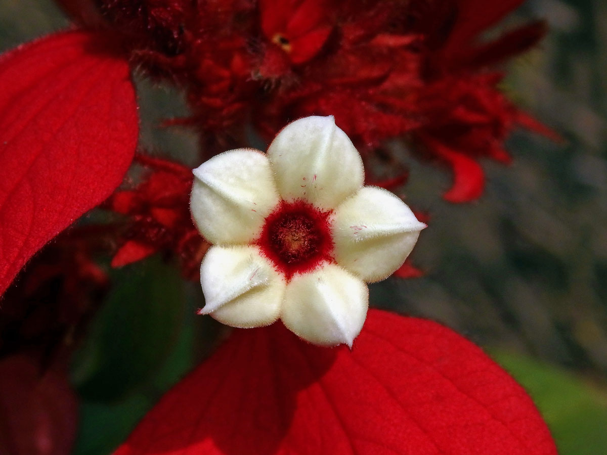 Mussaenda erythrophylla Schumach. & Thonn