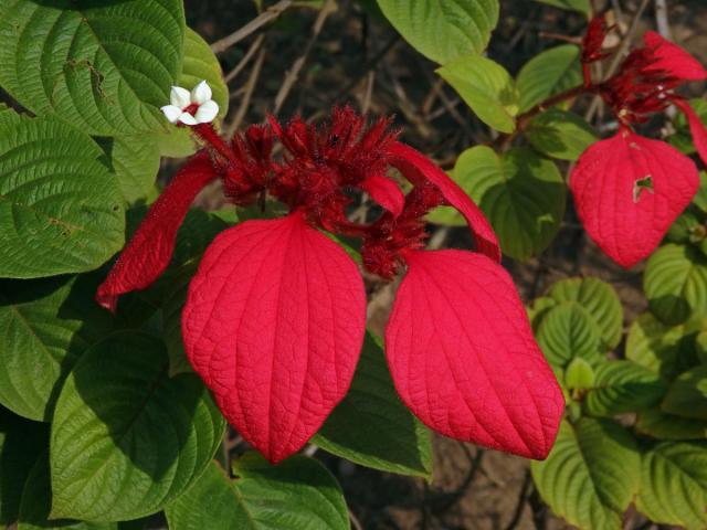 Mussaenda erythrophylla Schumach. & Thonn