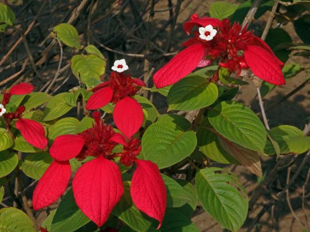 Mussaenda erythrophylla Schumach. & Thonn