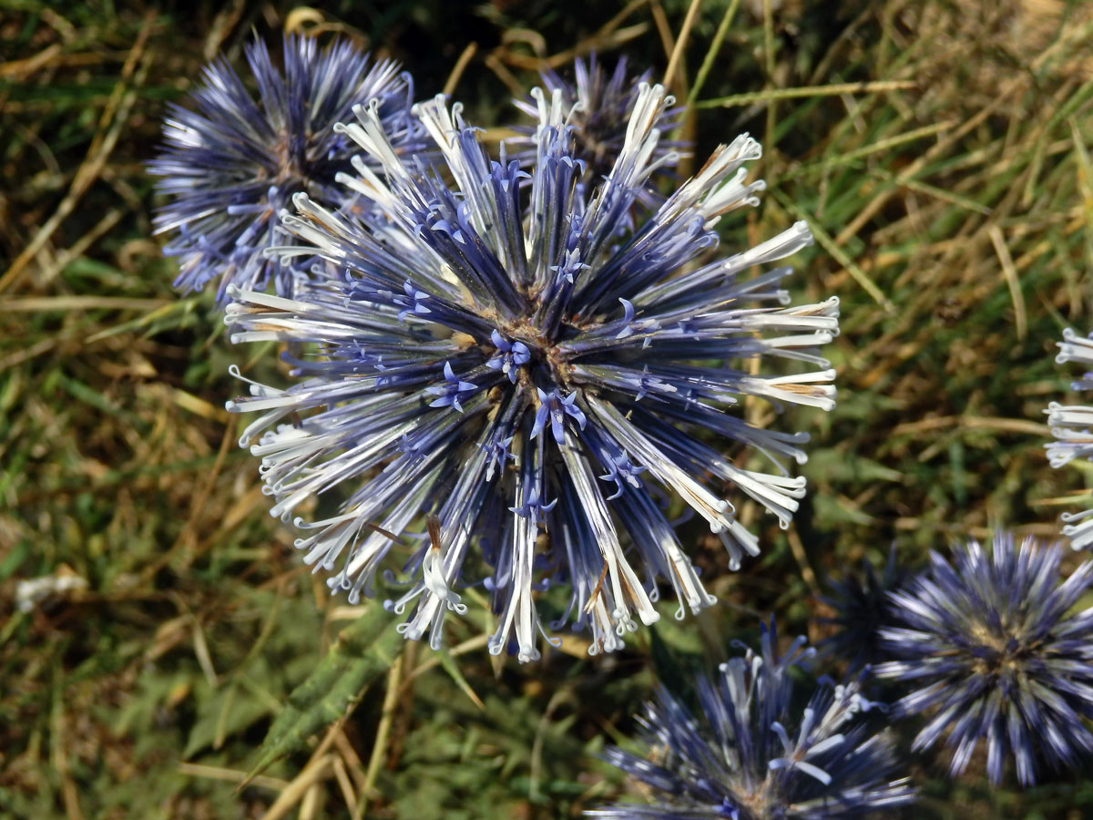 Bělotrn modrý (Echinops ritro L.)