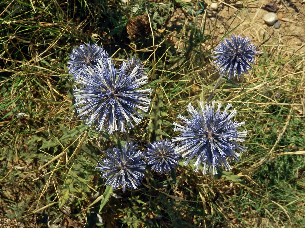 Bělotrn modrý (Echinops ritro L.)