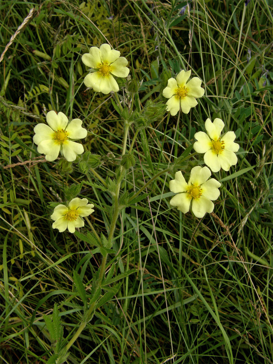 Mochna přímá (Potentilla recta L.)