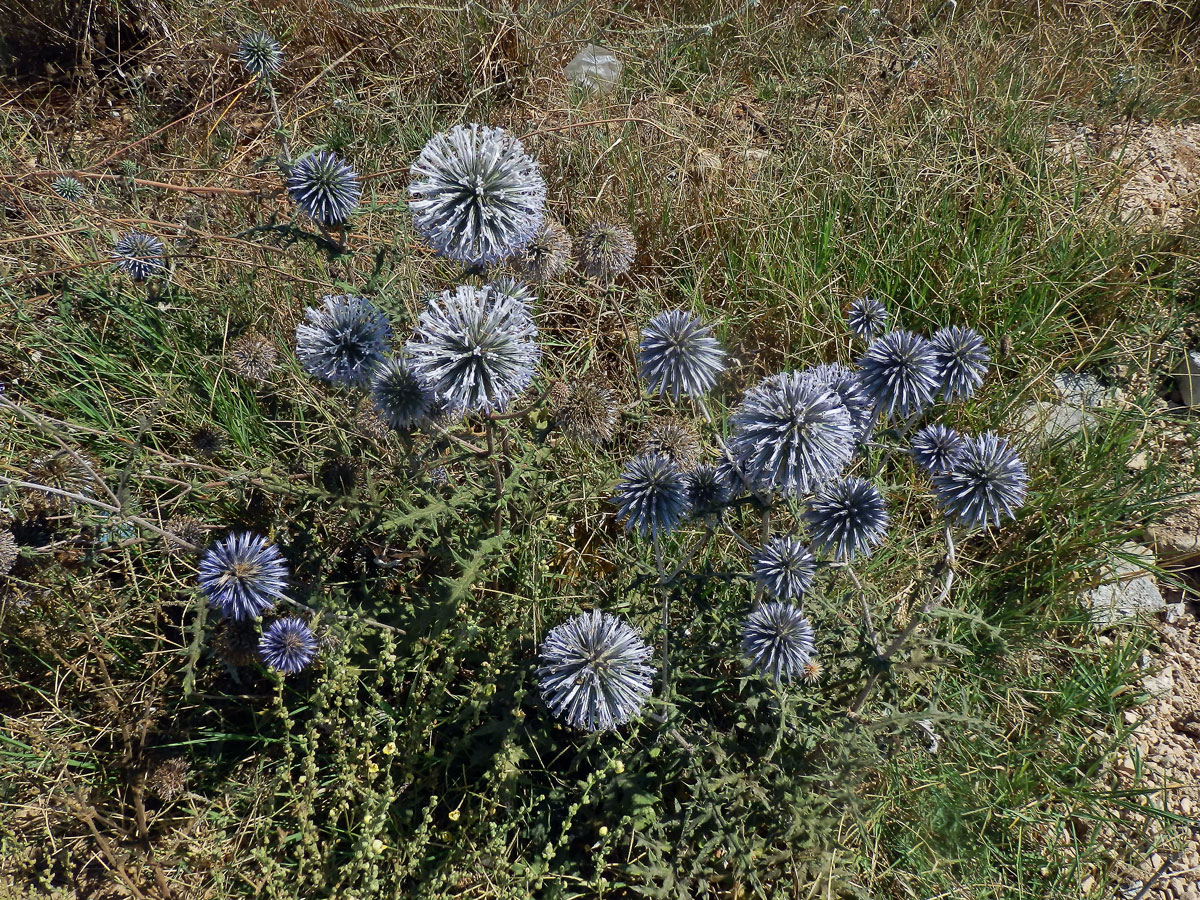 Bělotrn modrý (Echinops ritro L.)